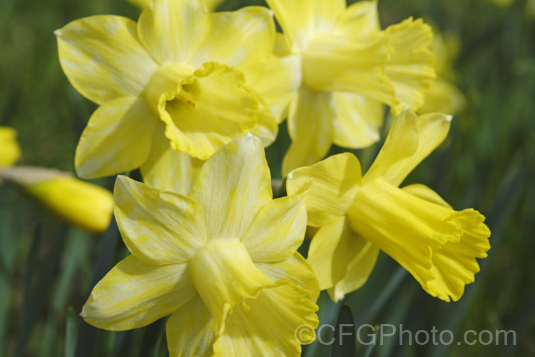 Not, as might be imagined, a new two-tone cultivar, instead these daffodil flowers are showing the mottling that is typical of Narcissus. Mosaic. Virus. While not immediately fatal, this viral disease will eventually weaken the plants. pests-and-diseases-3512htm'>Plant. Pests and Diseases</a>