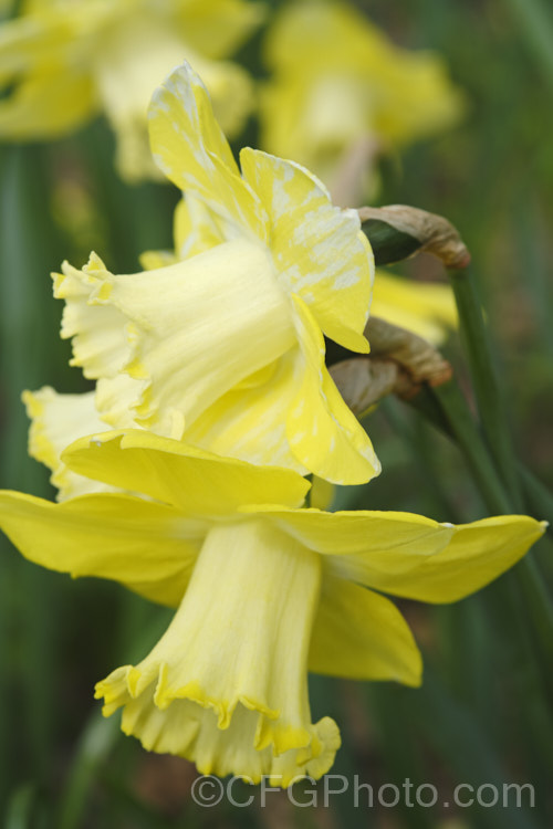 Not, as might be imagined, a new two-tone cultivar, instead these daffodil flowers are showing the mottling that is typical of Narcissus. Mosaic. Virus. While not immediately fatal, this viral disease will eventually weaken the plants. pests-and-diseases-3512htm'>Plant. Pests and Diseases</a>