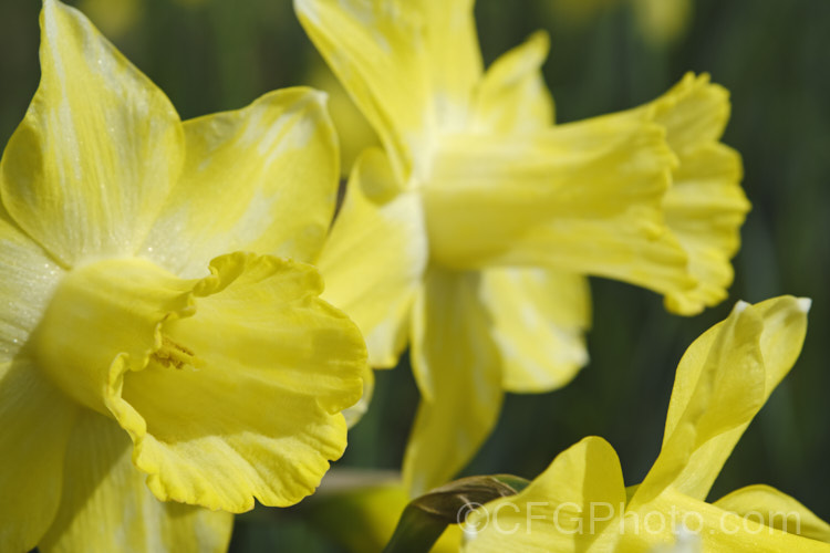 Not, as might be imagined, a new two-tone cultivar, instead these daffodil flowers are showing the mottling that is typical of Narcissus. Mosaic. Virus. While not immediately fatal, this viral disease will eventually weaken the plants. pests-and-diseases-3512htm'>Plant. Pests and Diseases</a>