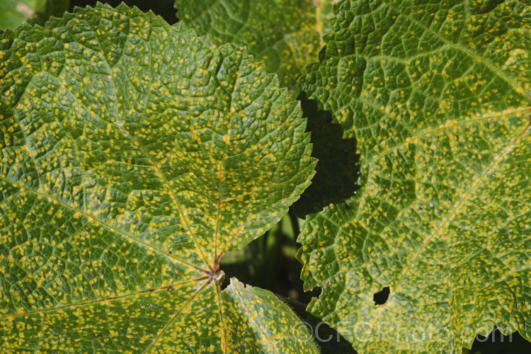 Rust (<i>Puccinia malvacearum</i>) on the upper surfaces of hollyhock foliage. The spore capsules of rust appear on the underside of the leaves. When ready to shed spores, the capsules will turn a rusty red colour. pests-and-diseases-3512htm'>Plant. Pests and Diseases</a>