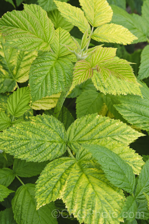 Chlorosis on the foliage of a raspberry (<i>Rubus idaeus</i>). Chlorosis, the yellowing of foliage with the veins or patches remaining green, can resemble natural variegation but is the result of nutrient deficiencies, typically of iron or magnesium.