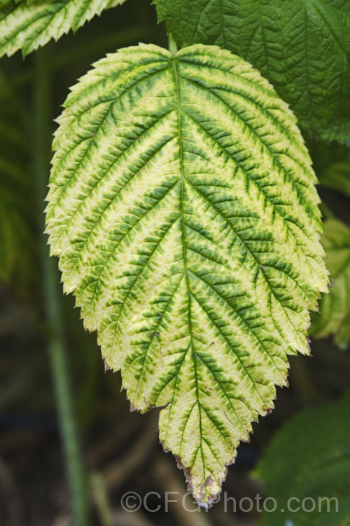 Chlorosis on the foliage of a raspberry (<i>Rubus idaeus</i>). Chlorosis, the yellowing of foliage with the veins or patches remaining green, can resemble natural variegation but is the result of nutrient deficiencies, typically of iron or magnesium.