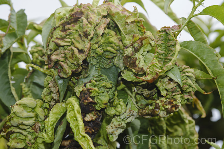 Peach leaf curl (<i>Taphrina deformans</i>) is a fungal disease that affects peaches and other plants of the genus. Prunus. It causes the young leaves to become twisted, distorted and discoloured. Eventually they dry off and die. It can also affect the flowers and young stems. The spores of the disease overwinter on the bark of the tree and become active in spring. Spraying with copper-based fungicides during winter to kill the spores is recommended. pests-and-diseases-3512htm'>Plant. Pests and Diseases</a>