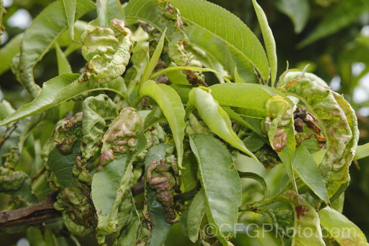 Peach leaf curl (<i>Taphrina deformans</i>) is a fungal disease that affects peaches and other plants of the genus. Prunus. It causes the young leaves to become twisted, distorted and discoloured. Eventually they dry off and die. It can also affect the flowers and young stems. The spores of the disease overwinter on the bark of the tree and become active in spring. Spraying with copper-based fungicides during winter to kill the spores is recommended. pests-and-diseases-3512htm'>Plant. Pests and Diseases</a>