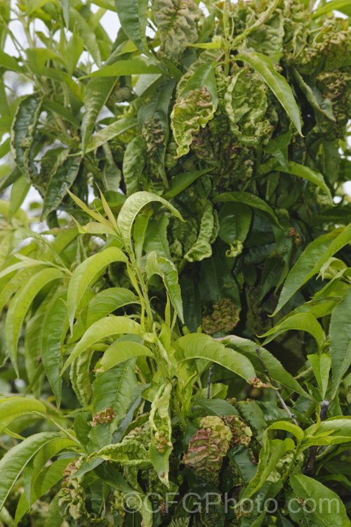 Peach leaf curl (<i>Taphrina deformans</i>) is a fungal disease that affects peaches and other plants of the genus. Prunus. It causes the young leaves to become twisted, distorted and discoloured. Eventually they dry off and die. It can also affect the flowers and young stems. The spores of the disease overwinter on the bark of the tree and become active in spring. Spraying with copper-based fungicides during winter to kill the spores is recommended. pests-and-diseases-3512htm'>Plant. Pests and Diseases</a>