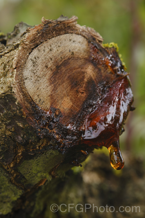 Resin weeping from the cut branch of an apricot. Weeping sap and resin will often occur even from branches cut when the tree was dormant, but it is most prevalent if a tree is wounded in spring. It is the tree's natural way of sealing wounds and in such circumstances is normal, but when sap oozes from cracks that open in otherwise undamaged branches it can be a sign of underlying bacterial infection. pests-and-diseases-3512htm'>Plant. Pests and Diseases</a>