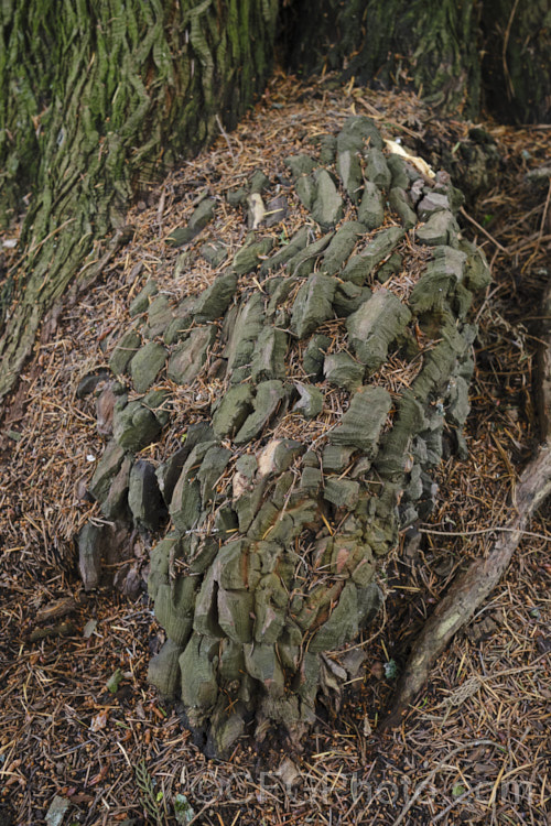 Unusual outgrowth of bark and very soft wood at the base of a pine tree, probably the result of root collar damage when young. Although sound at the time the image was taken, this soft growth is vulnerable to fungal damage and burrowing insects. pests-and-diseases-3512htm'>Plant. Pests and Diseases</a>