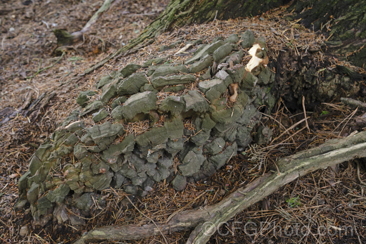 Unusual outgrowth of bark and very soft wood at the base of a pine tree, probably the result of root collar damage when young. Although sound at the time the image was taken, this soft growth is vulnerable to fungal damage and burrowing insects. pests-and-diseases-3512htm'>Plant. Pests and Diseases</a>