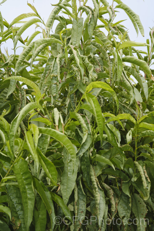 A nectarine tree showing the signs of silver (<i>Chondrostereum purpureum</i>) leaf disease and also peach leaf curl. As the name suggests, silver leaf causes the leaves to become pale and silvery . It superficially resembles thrips damage, but of course without the thrips. It is a fungal disease that is common with the genus. Prunus. Pale, bracket-like fruiting bodies may be seen on affected stems. pests-and-diseases-3512htm'>Plant. Pests and Diseases</a>