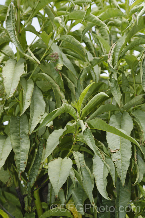 A nectarine tree showing the signs of silver (<i>Chondrostereum purpureum</i>) leaf disease and also peach leaf curl. As the name suggests, silver leaf causes the leaves to become pale and silvery . It superficially resembles thrips damage, but of course without the thrips. It is a fungal disease that is common with the genus. Prunus. Pale, bracket-like fruiting bodies may be seen on affected stems. pests-and-diseases-3512htm'>Plant. Pests and Diseases</a>