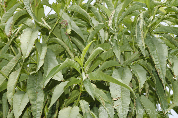 A nectarine tree showing the signs of silver (<i>Chondrostereum purpureum</i>) leaf disease and also peach leaf curl. As the name suggests, silver leaf causes the leaves to become pale and silvery . It superficially resembles thrips damage, but of course without the thrips. It is a fungal disease that is common with the genus. Prunus. Pale, bracket-like fruiting bodies may be seen on affected stems. pests-and-diseases-3512htm'>Plant. Pests and Diseases</a>