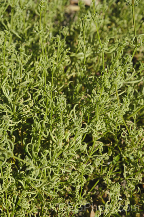 Distorted foliage on the weed cleavers (<i>Galium aparine</i>), caused by the Galium. Gall. Mite (<i>Cercidophyes rouhallahi</i>). This European gall mite was first observed in New Zealand in 2017, in Auckland. By. May 2022 it had reached as far south as Timaru, when and where this photo was taken, 1200km further south. pests-and-diseases-3512htm'>Plant. Pests and Diseases</a>