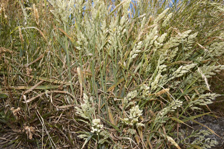 Yorkshire. Fog (<i>Holcus lanatus</i>), a perennial grass native to Europe. It has downy, blue-green foliage and produces its feathery flower plumes in summer. It is capable of growing to 1m tall in flower, but where grazed or cut it will flower at lower heights. This example is suffering from rust (<i>Puccinea sp</i>), a common fungal disease of this species. pests-and-diseases-3512htm'>Plant. Pests and Diseases</a>