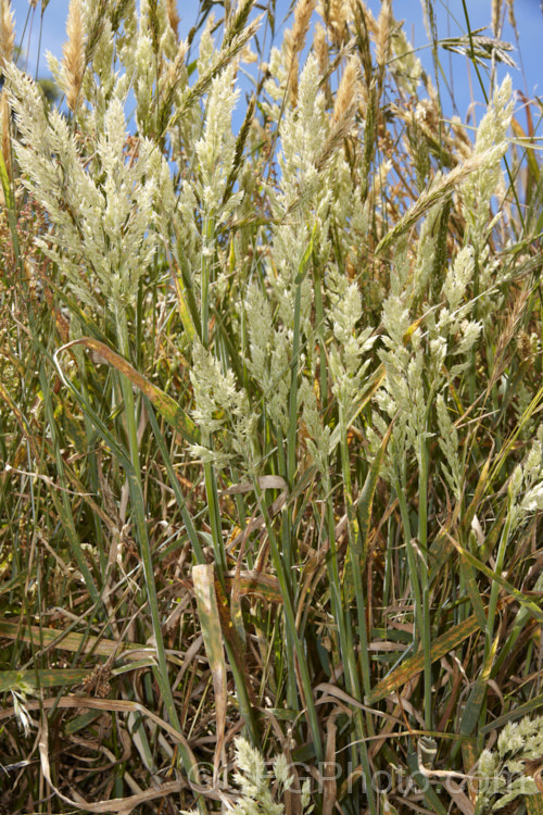 Yorkshire Fog (<i>Holcus lanatus</i>), a perennial grass native to Europe. It has downy, blue-green foliage and produces its feathery flower plumes in summer. It is capable of growing to 1m tall in flower, but where grazed or cut it will flower at lower heights. This example is suffering from rust (<i>Puccinea sp</i>), a common fungal disease of this species.