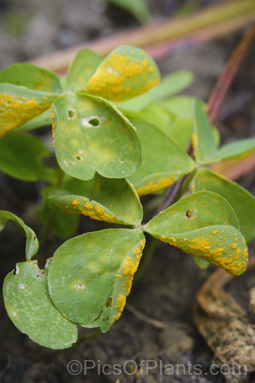 Oxalis rust (<i>Puccinia oxidalis</i>), a fungal disease that often attacks oxalis from late summer