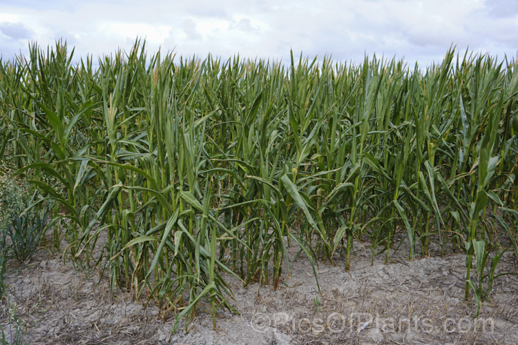 A crop of maize (<i>Zea mays</i>) showing the signs of salt damage due to being inundated by salt water during abnormally high tides