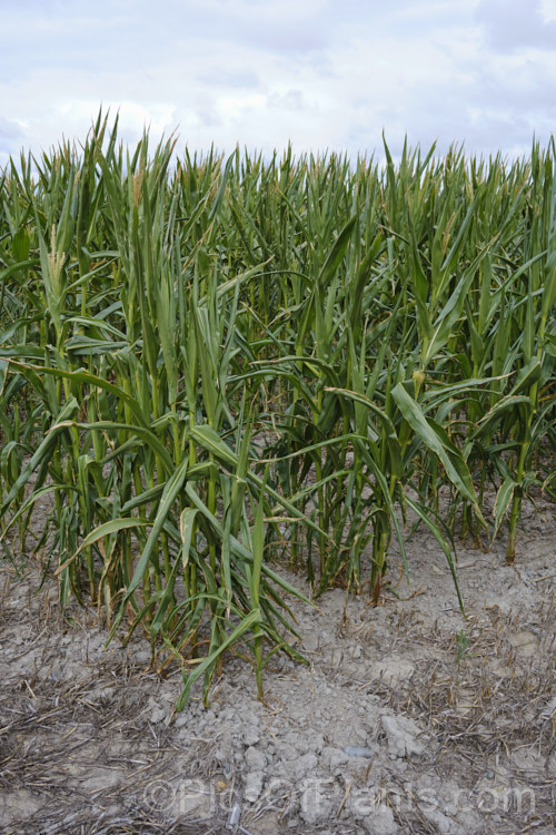 A crop of maize (<i>Zea mays</i>) showing the signs of salt damage due to being inundated by salt water during abnormally high tides