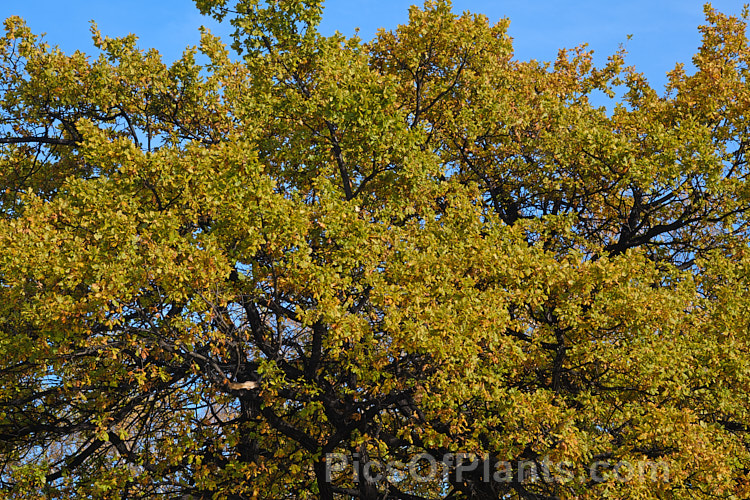 An English Oak (<i>Quercus robur</i>) with a dense covering of sooty mould on the trunk and branches, causing them to appear black. Sooty mould in a fungus that develops on the honeydew secretions of scale insects and aphids