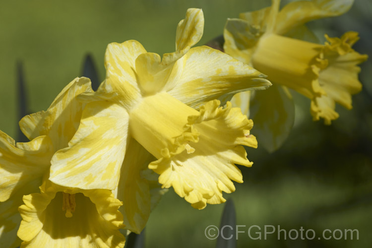 Daffodil flowers showing the mottling that is typical of Narcissus. Mosaic. Virus. While not immediately fatal, this viral disease will eventually weaken the plants. pests-and-diseases-3512htm'>Plant. Pests and Diseases</a>