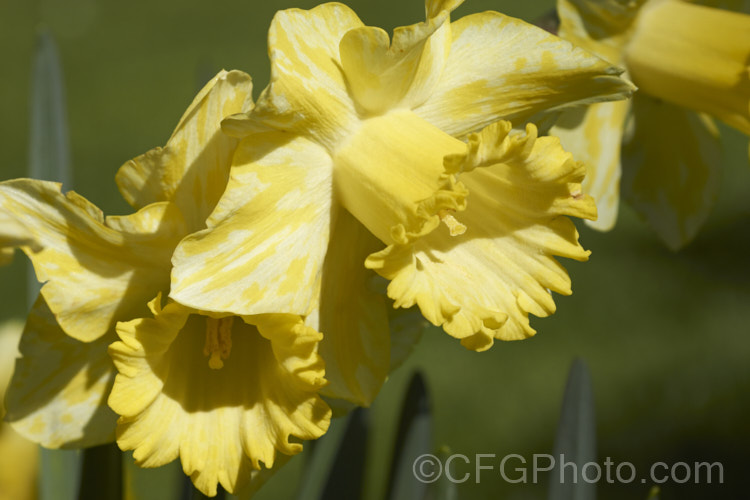 Daffodil flowers showing the mottling that is typical of Narcissus. Mosaic. Virus. While not immediately fatal, this viral disease will eventually weaken the plants. pests-and-diseases-3512htm'>Plant. Pests and Diseases</a>