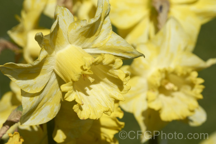 Daffodil flowers showing the mottling that is typical of Narcissus. Mosaic. Virus. While not immediately fatal, this viral disease will eventually weaken the plants. pests-and-diseases-3512htm'>Plant. Pests and Diseases</a>