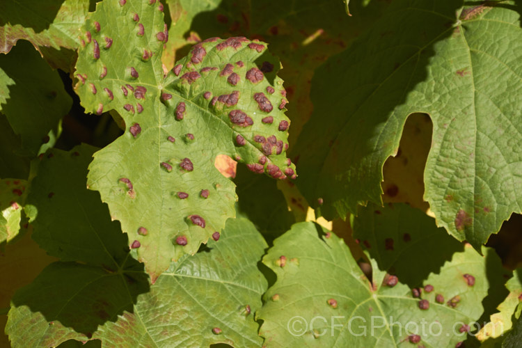 The upper leaf surface of a grape suffering the effects of grape leaf blister mite, grape vine blister mite or erineum mite (<i>Colomerus vitis</i>). The tiny mites cause the hairs on the undersides of the leaves to become greatly enlarged in dense patches, which creates the characteristic blisters. Although unsightly, this does not greatly affect the vine's health or crop. pests-and-diseases-3512htm'>Plant. Pests and Diseases</a>