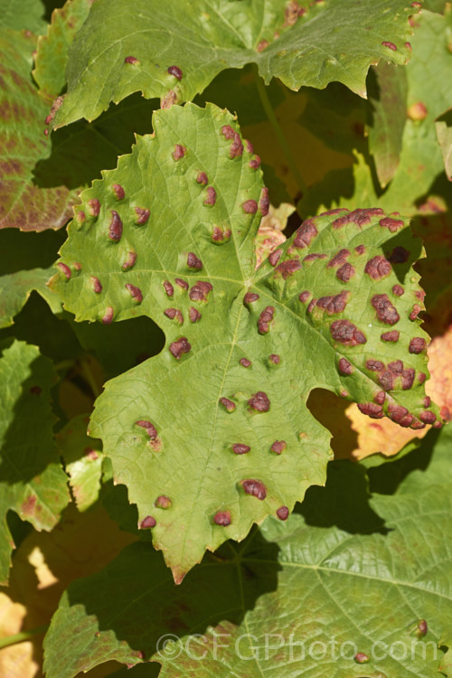 The upper leaf surface of a grape suffering the effects of grape leaf blister mite, grape vine blister mite or erineum mite (<i>Colomerus vitis</i>). The tiny mites cause the hairs on the undersides of the leaves to become greatly enlarged in dense patches, which creates the characteristic blisters. Although unsightly, this does not greatly affect the vine's health or crop. pests-and-diseases-3512htm'>Plant. Pests and Diseases</a>