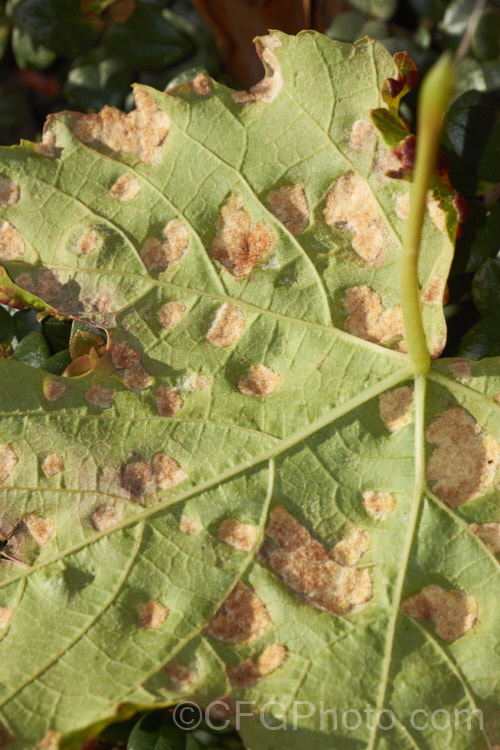 The lower leaf surface of a grape suffering the effects of grape leaf blister mite, grape vine blister mite or erineum mite (<i>Colomerus vitis</i>). The tiny mites cause the hairs on the undersides of the leaves to become greatly enlarged in dense patches, which creates the characteristic blisters. The mites live within the hair mass and a few can be seen in the full size version of this image. Although the damage is unsightly, the mites do not greatly affect the vine's health or crop. pests-and-diseases-3512htm'>Plant. Pests and Diseases</a>