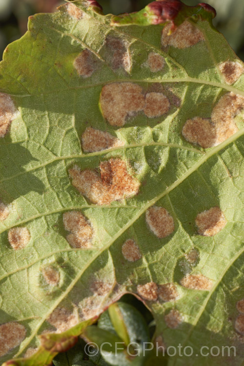 The lower leaf surface of a grape suffering the effects of grape leaf blister mite, grape vine blister mite or erineum mite (<i>Colomerus vitis</i>). The tiny mites cause the hairs on the undersides of the leaves to become greatly enlarged in dense patches, which creates the characteristic blisters. The mites live within the hair mass and a few can be seen in the full size version of this image. Although the damage is unsightly, the mites do not greatly affect the vine's health or crop. pests-and-diseases-3512htm'>Plant. Pests and Diseases</a>