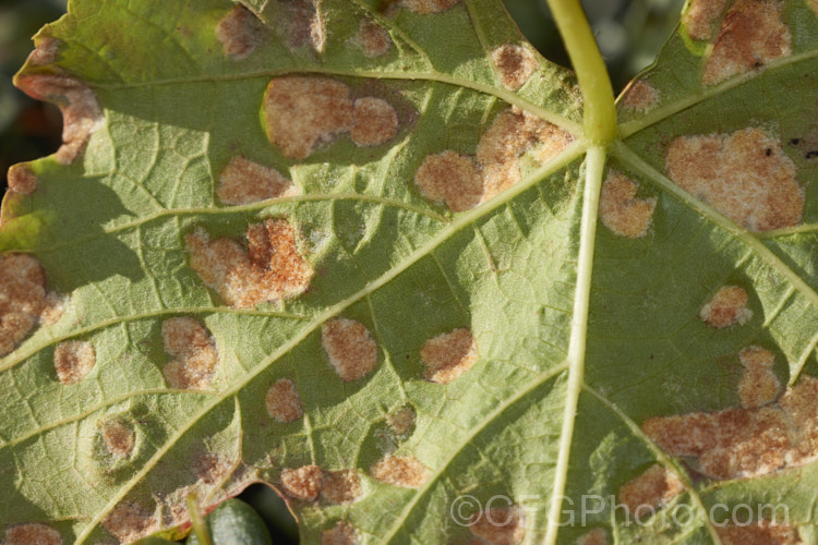 The lower leaf surface of a grape suffering the effects of grape leaf blister mite, grape vine blister mite or erineum mite (<i>Colomerus vitis</i>). The tiny mites cause the hairs on the undersides of the leaves to become greatly enlarged in dense patches, which creates the characteristic blisters. The mites live within the hair mass and a few can be seen in the full size version of this image. Although the damage is unsightly, the mites do not greatly affect the vine's health or crop. pests-and-diseases-3512htm'>Plant. Pests and Diseases</a>