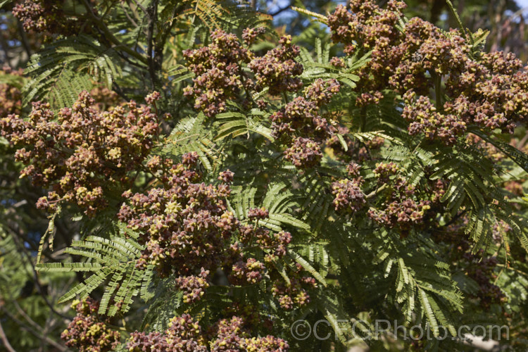 Flower galls on Late Black Wattle (<i>Acacia mearnsii</i>), a spring- to summer-flowering evergreen tree from eastern and southern Australia. It grows to around 10m tall and the flowers have a pleasant spicy scent. The ferny foliage is more of a dark green shade than the blue-green common to wattles. The galls usually form in response to insect attacks, in this case it is most often the larvae of the midge. Dasineura rubiformis