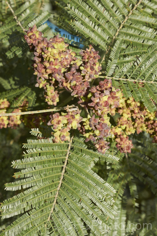 Flower galls on Late Black Wattle (<i>Acacia mearnsii</i>), a spring- to summer-flowering evergreen tree from eastern and southern Australia. It grows to around 10m tall and the flowers have a pleasant spicy scent. The ferny foliage is more of a dark green shade than the blue-green common to wattles. The galls usually form in response to insect attacks, in this case it is most often the larvae of the midge. Dasineura rubiformis