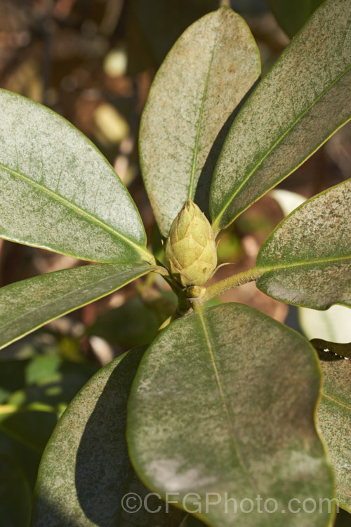 Rhododendron foliage showing the typical signs of damage by thrips. Thrips rasp the undersides of the leaves, eventually causing the layers of the leaf to separate, creating this silvery effect on the top of the foliage as the upper epidermis dries out. pests-and-diseases-3512htm'>Plant. Pests and Diseases</a>