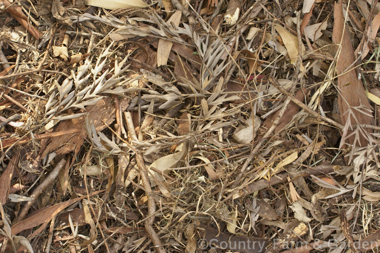 The debris that forms in the Australian bush is highly flammable and often tinder dry. It includes leaves, woody seedpods and strips of eucalyptus bark. Although this litter greatly speeds the spread of fire, the Australian bush has evolved with fire and regular burning is one of the ways the forest maintains its vigour.