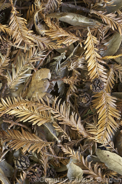 Fallen foliage and fruits of the Giant Redwood (<i>Sequoiadendron giganteum</i>) and various evergreen oaks (<i>Quercus spp</i>).