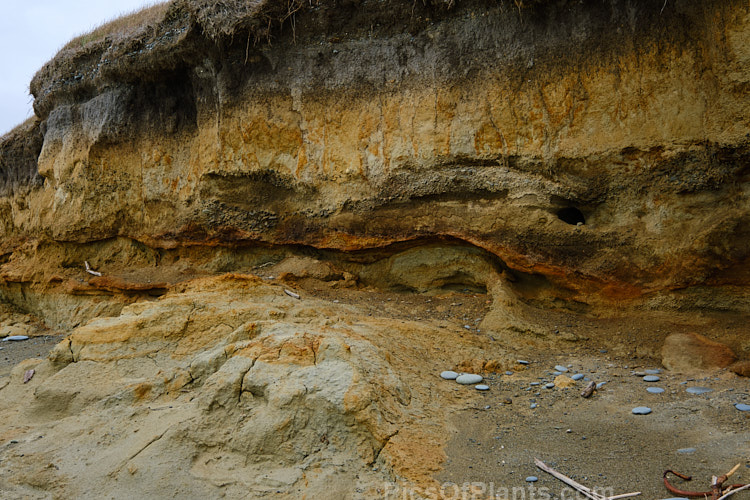 Here the various layers of clay and gravel deposits that overlay a coastal peat deposit are clearly delineated.