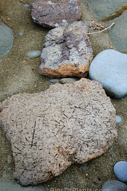 A closeup of the structure of a coastal peat deposit. The deeper peat is largely pure vegetable matter, but nearer the surface it is mixed with clay to form an adobe-like material.