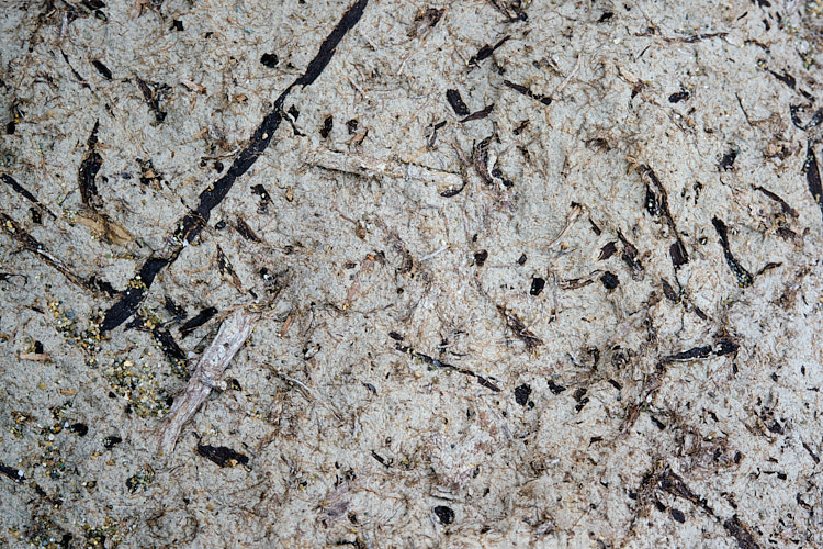 A closeup of the structure of a coastal peat deposit. The deeper peat is largely pure vegetable matter, but nearer the surface it is mixed with clay to form an adobe-like material.