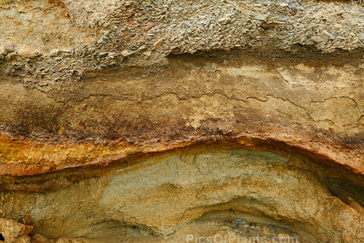 Here the various layers of clay and gravel deposits that overlay the peat are clearly delineated.