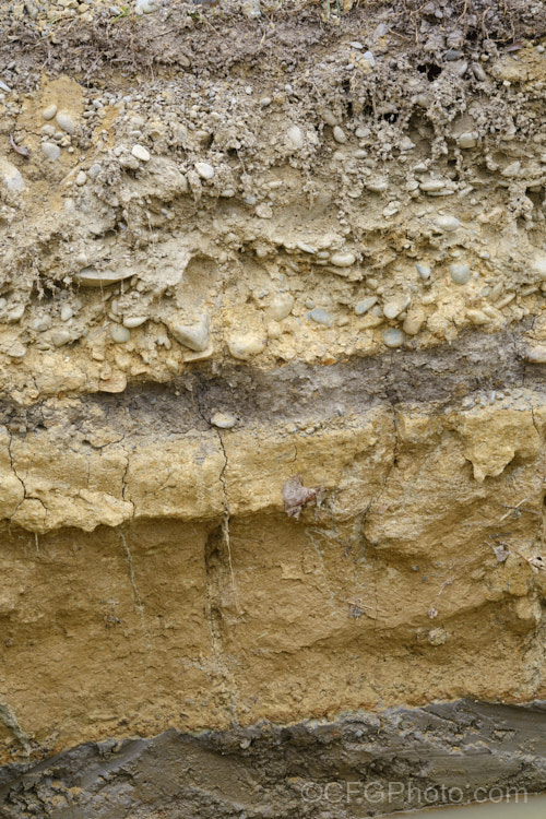 A profile through old gravel riverbed and loess soil at Waimataitai, Timaru, New Zealand Beneath the shallow topsoil and gravels, two distinct blue-grey clay bands can be seen bordering a thick yellow loess layer, making this soil very slow to drain.