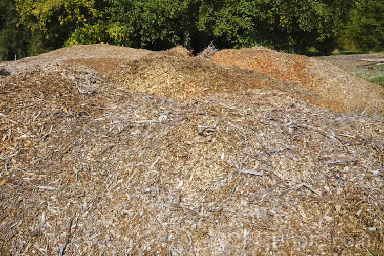 Piles of mulch made from shredded wood. The piles are left to compost for a while before use, to minimise the tendency for the mulch to rob nitrogen from the soil when put around growing plants.