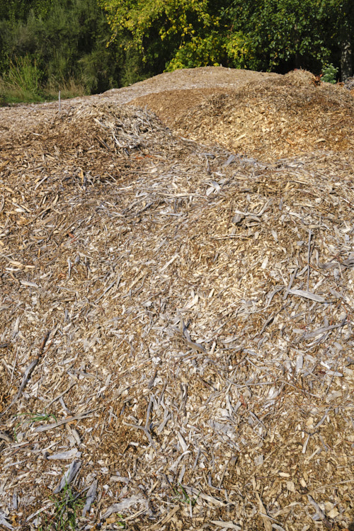 Piles of mulch made from shredded wood. The piles are left to compost for a while before use, to minimise the tendency for the mulch to rob nitrogen from the soil when put around growing plants.