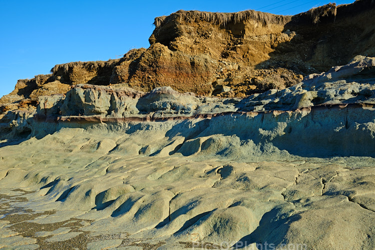 A clearly delineated soil profile at an an old coastal peat swamp near St Andrews, South Canterbury, New Zealand. Here a winter storm has exposed the various layers of clay, gravel and ancient vegetation as well as the blue-grey clay beneath them.