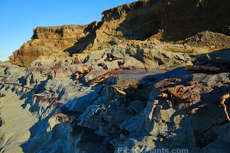 A clearly delineated soil profile at an an old coastal peat swamp near St Andrews, South Canterbury, New Zealand. Here a winter storm has exposed the various layers of clay, gravel and ancient vegetation as well as the blue-grey clay beneath them.