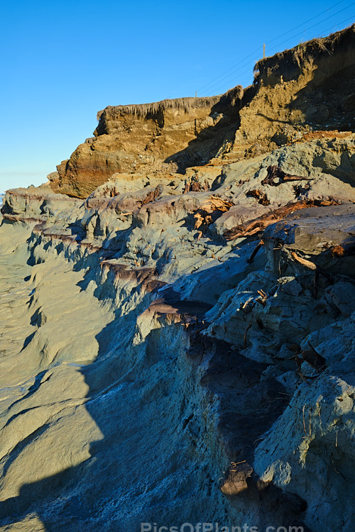 A clearly delineated soil profile at an an old coastal peat swamp near St Andrews, South Canterbury, New Zealand. Here a winter storm has exposed the various layers of clay, gravel and ancient vegetation as well as the blue-grey clay beneath them.