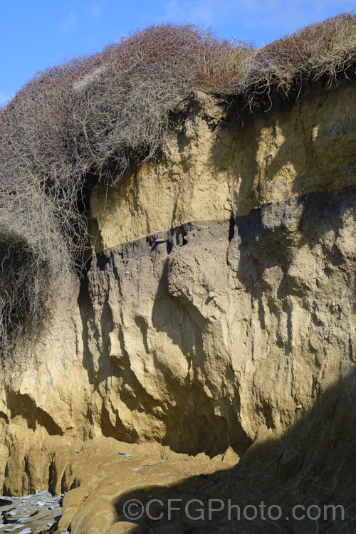 A coastal cliff that has been vertically cut through by high tides, revealing the a clay subsoil with a thin, rather gravelly layer overlain by yellowish loess and a rather dry, sandy topsoil.