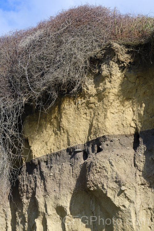 A coastal cliff that has been vertically cut through by high tides, revealing the a clay subsoil with a thin, rather gravelly layer overlain by yellowish loess and a rather dry, sandy topsoil.