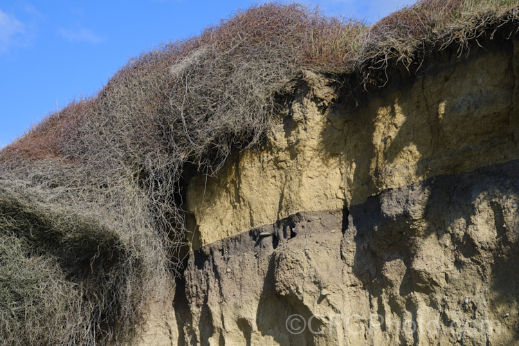 A coastal cliff that has been vertically cut through by high tides, revealing the a clay subsoil with a thin, rather gravelly layer overlain by yellowish loess and a rather dry, sandy topsoil.