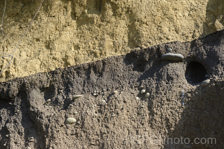 A coastal cliff that has been vertically cut through by high tides, revealing the a clay subsoil with a thin, rather gravelly layer overlain by yellowish loess and a rather dry, sandy topsoil.