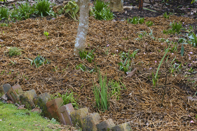 A garden with a mulch of pea straw, which is the dried tops of a crop of peas (<i>Pisum sativum</i>). The straw forms a good mulch breaks down quickly, acting as not only a mulch, but also a soil conditioner and fertiliser. soil-scenes-3712htm'>Soils and Soil. Related. Scenes</a>